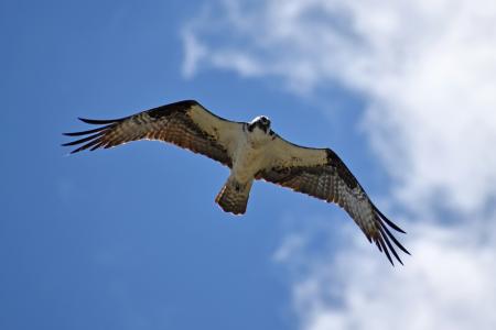 Facades, Falcons, and the Problem with Pigeons